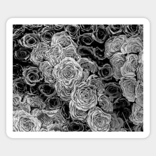 Black and White Roses Sticker